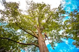 How Our Tree Care Process Works  in  Three Lakes, WA