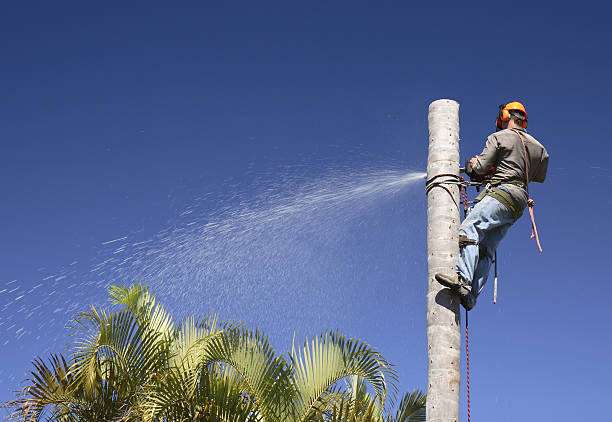 Best Tree Removal Service  in Three Lakes, WA